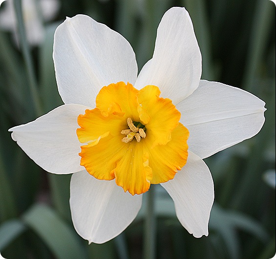 Jonquils and Daffodils Sweet Pea